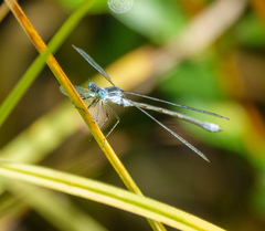 Lestes disjunctus