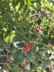 Rosa californica