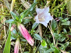 Tripterospermum microphyllum
