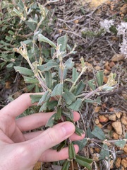 Gastrolobium polystachyum