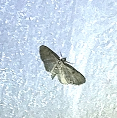 Eupithecia miserulata