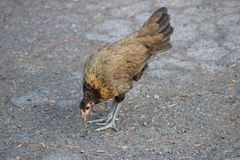 Gallus gallus domesticus