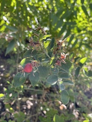 Rosa californica