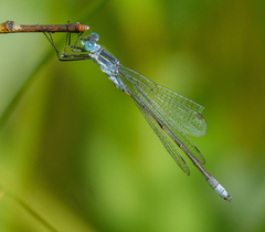 Lestes disjunctus