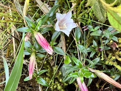 Tripterospermum microphyllum