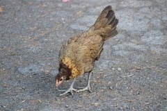 Gallus gallus domesticus