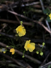 Utricularia striata