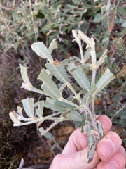 Gastrolobium polystachyum