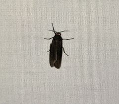 Acoloithus falsarius