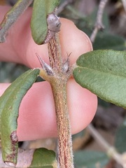 Gastrolobium polystachyum