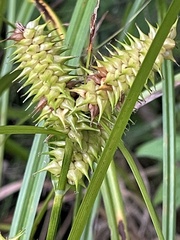Carex retrorsa