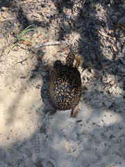 Terrapene carolina