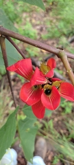Erythrina breviflora