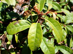 Chrysolepis chrysophylla