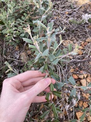 Gastrolobium polystachyum