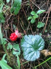 Rubus pumilus