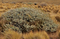 Senecio filaginoides