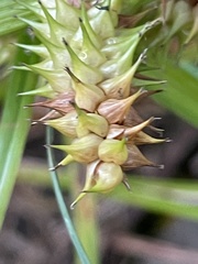 Carex retrorsa