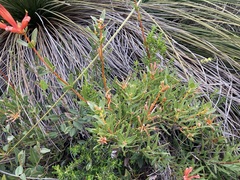Lambertia multiflora