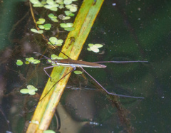 Limnoporus notabilis