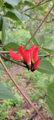 Erythrina breviflora