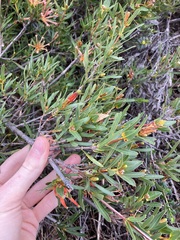 Lambertia multiflora