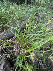 Carex retrorsa