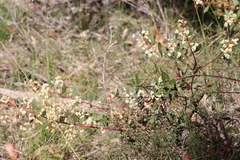 Acacia myrtifolia