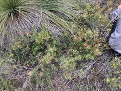 Lambertia multiflora