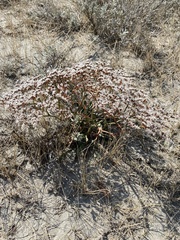 Goniolimon tataricum