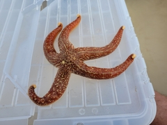 Evasterias troschelii