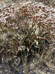 Goniolimon tataricum