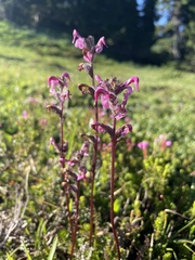 Pedicularis ornithorhynchos