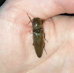 Orthostethus infuscatus