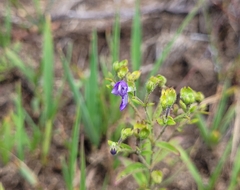 Trichostema dichotomum