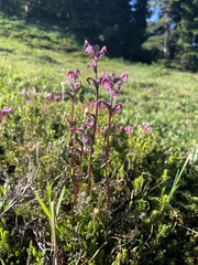 Pedicularis ornithorhynchos