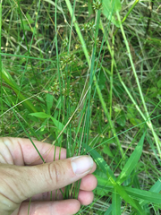 Juncus nodosus