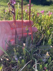Pedicularis ornithorhynchos