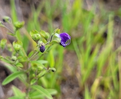 Trichostema dichotomum