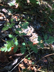 Lomatium martindalei