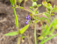 Trichostema dichotomum
