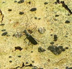 Grammoptera subargentata