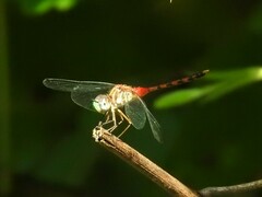 Sympetrum ambiguum