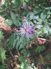 Canadanthus modestus
