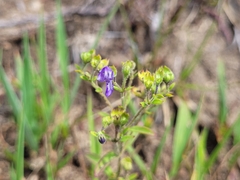 Trichostema dichotomum