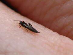 Thysanoptera
