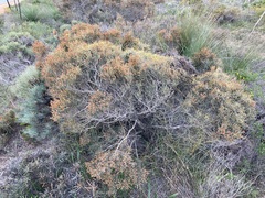 Casuarinaceae