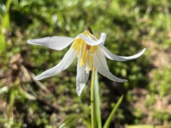 Erythronium montanum