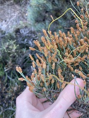 Casuarinaceae