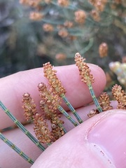 Casuarinaceae